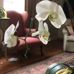 Meet your Posher, Alice